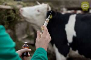 livestock-health-monitoring-and-vaccination