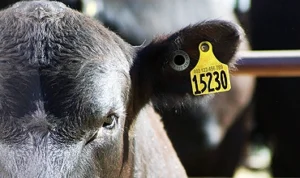 livestock-identification-and-tagging-services.