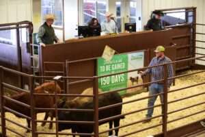 livestock-sales-and-auctions