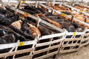 livestock-sales-and-auctions