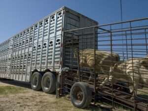 livestock-transportation.