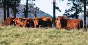 pasture-manager.