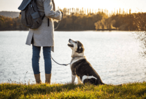 pet-sitting-and-dog-walking.