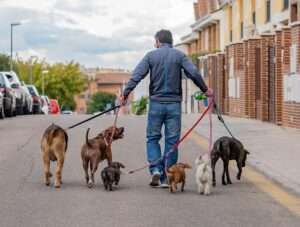 pet-sitting-and-dog-walking