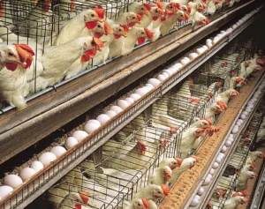 poultry-farm-management