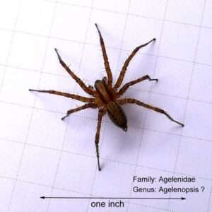 spider-identification