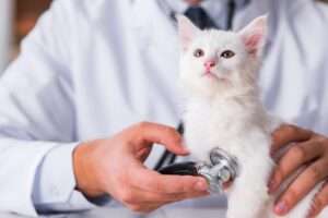 veterinary-care