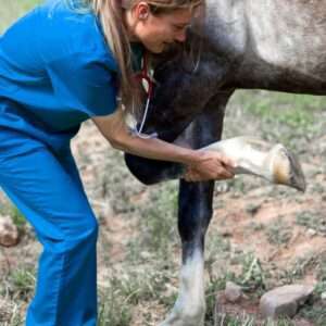 veterinary-care