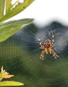 web-master-spider-boarding