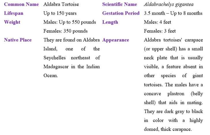 aldabra-tortoise-table