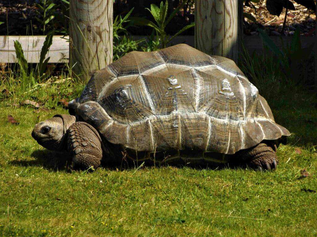 aldabra-tortoise.