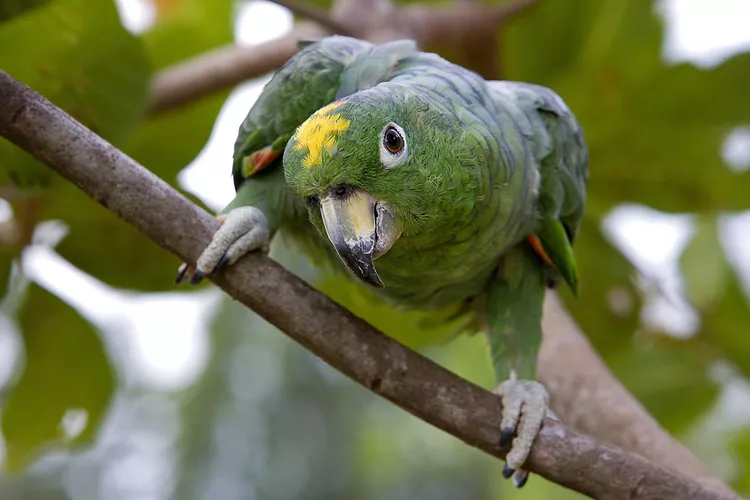 amazon-parrot.