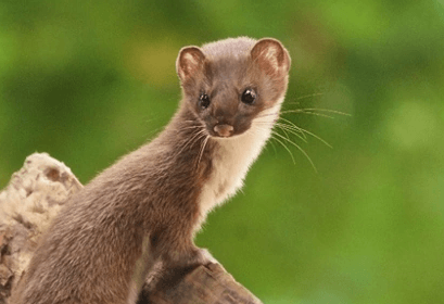 amazon-weasel.