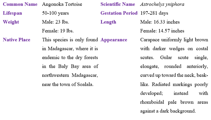 angonoka-tortoise-table