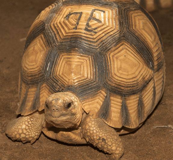 angonoka-tortoise.