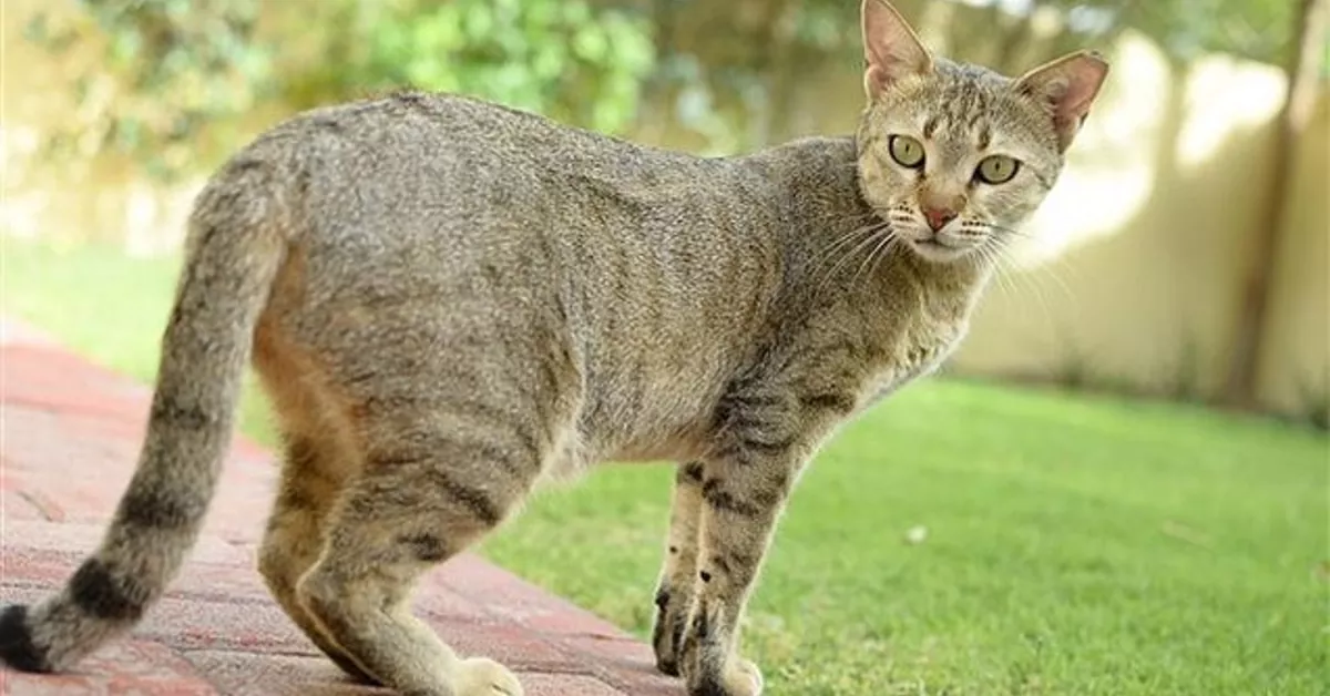 arabian-mau.