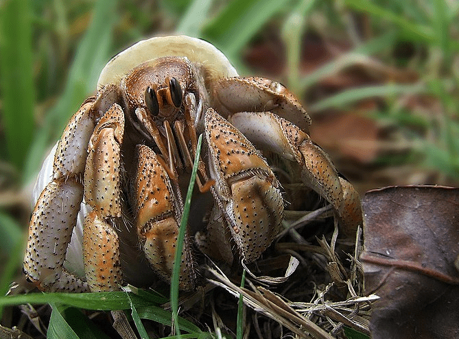 australian-hermit-crab