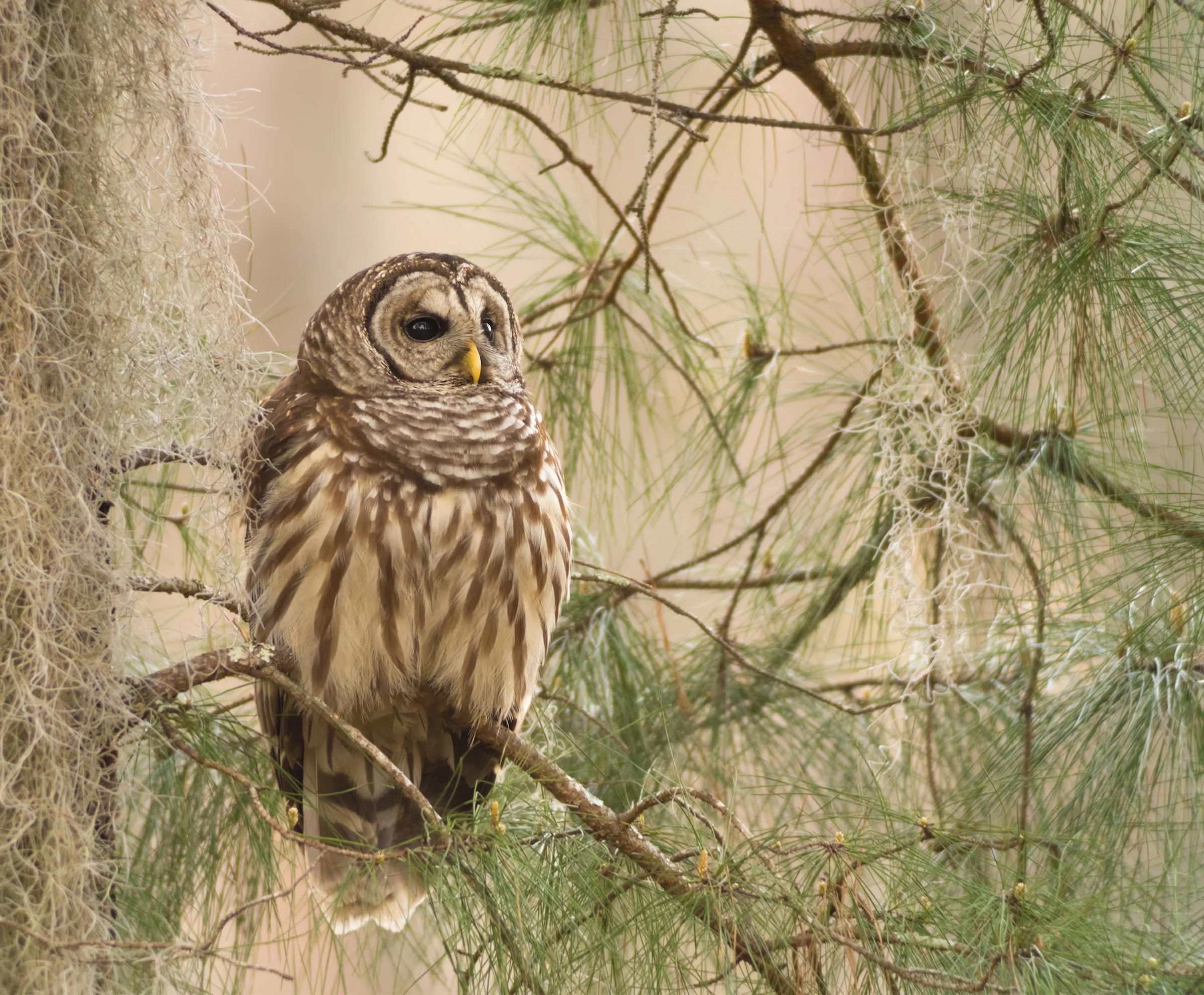 barred-owl.