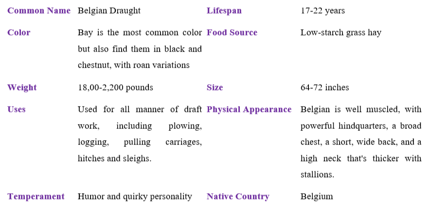 belgian-draught-table