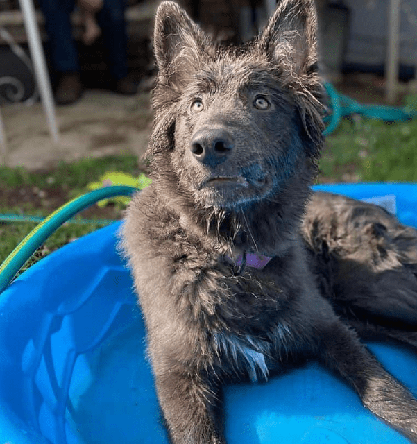 blue-bay-shepherd.