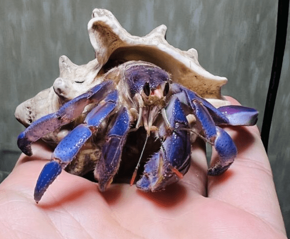 blueberry-hermit-crab.