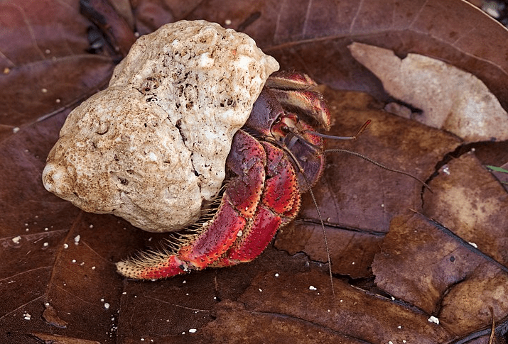 caribbean-hermit-crab