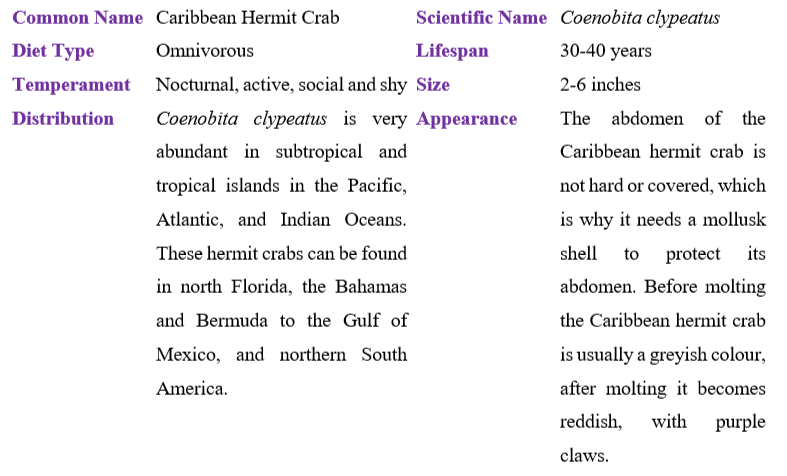 caribbean-hermit-crab-table