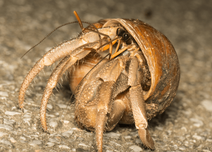 cavipes-hermit-crab