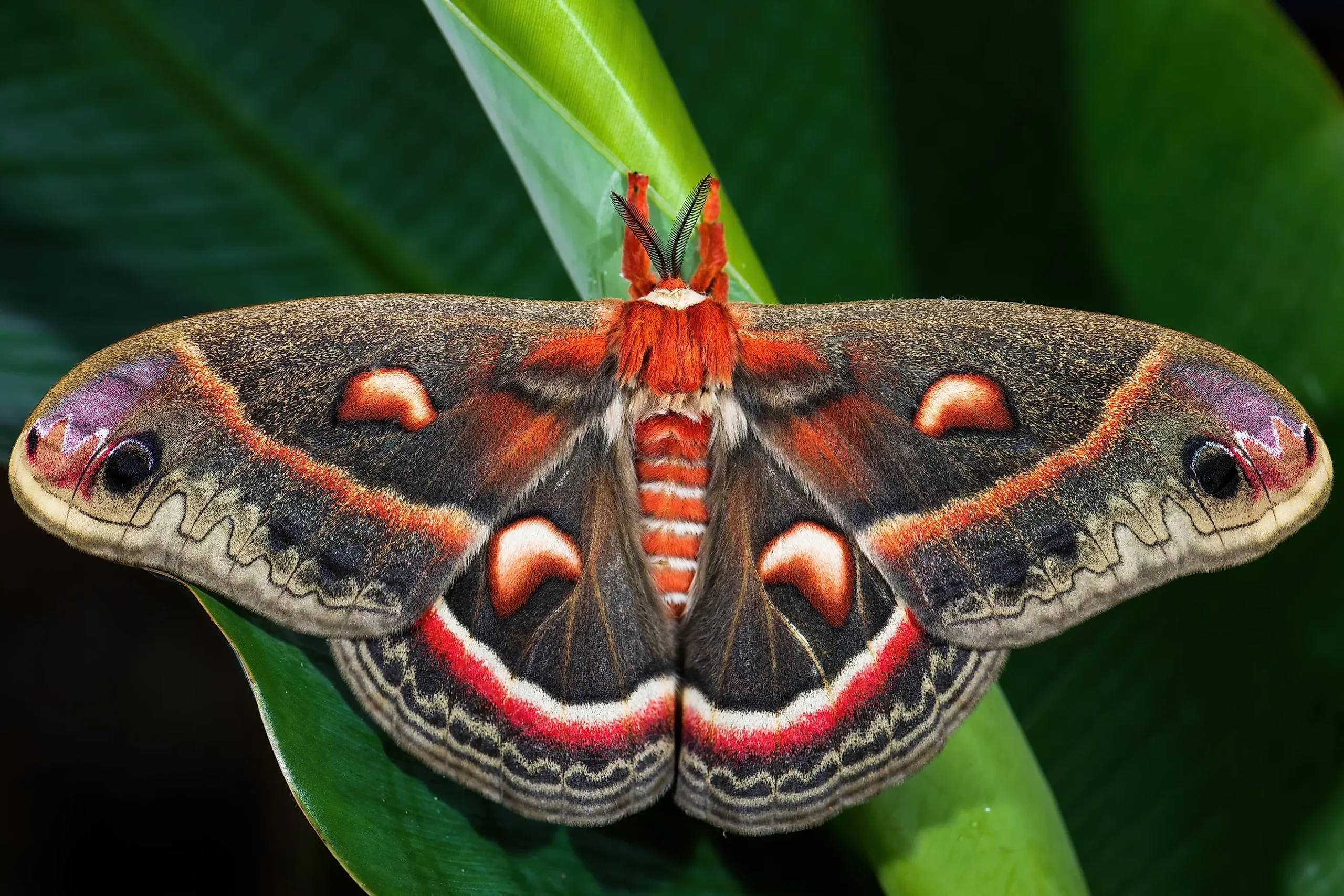 cecropia-moth.