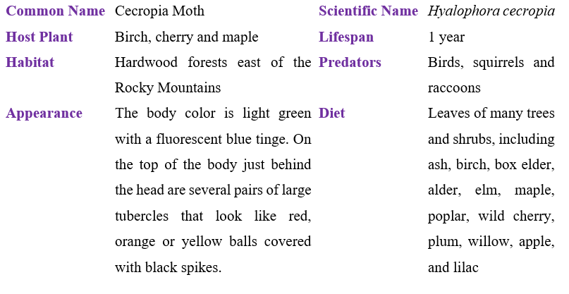 cecropia-moth-table