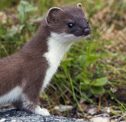 colombian-weasel.