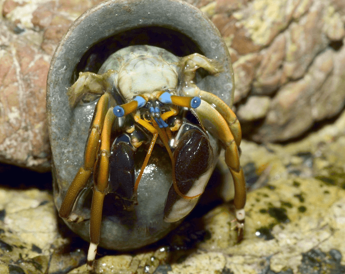 dwarf-hermit-crab.