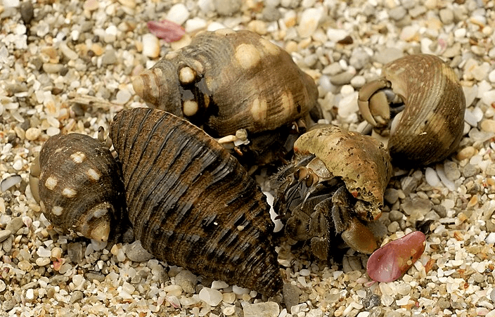 ecuadorian-hermit-crab.