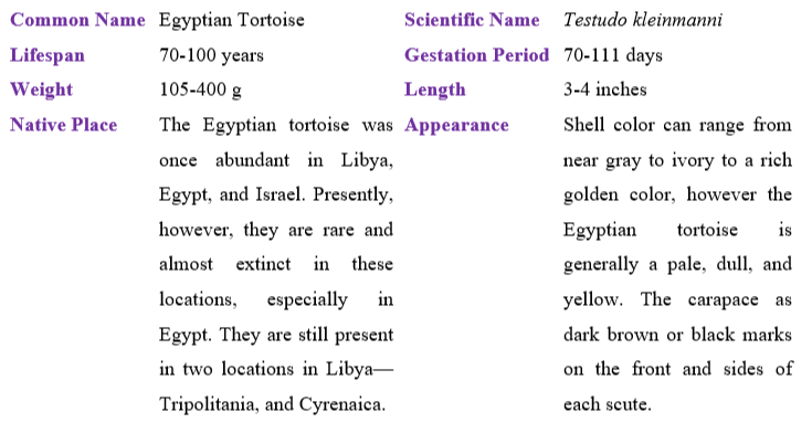egyptian-tortoise-table