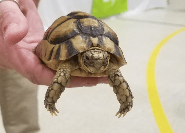 egyptian-tortoise.