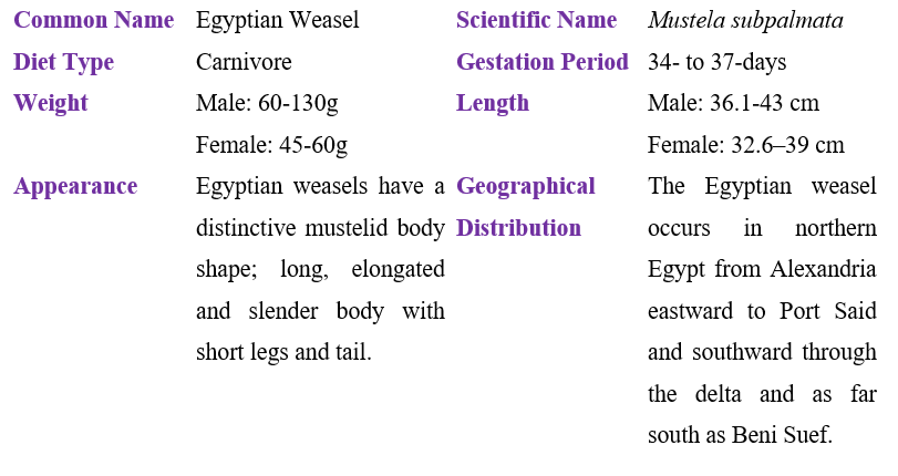 egyptian-weasel-table