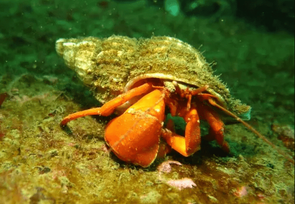 electric-orange-hermit-crab