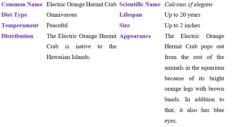 electric-orange-hermit-crab-table