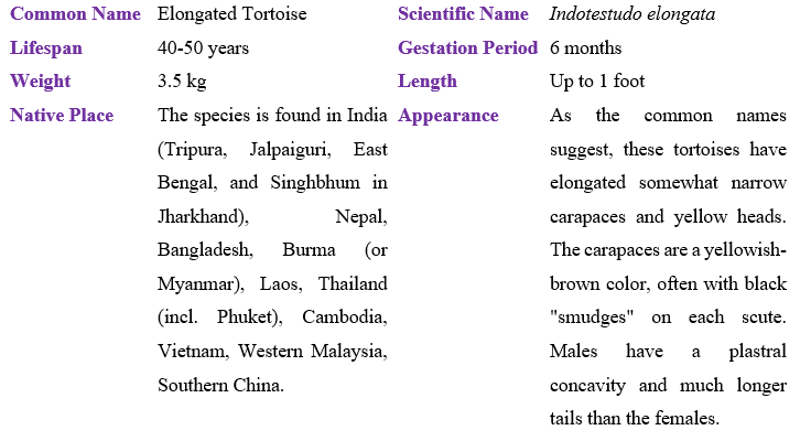 elongated-tortoise-table