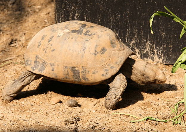 elongated-tortoise