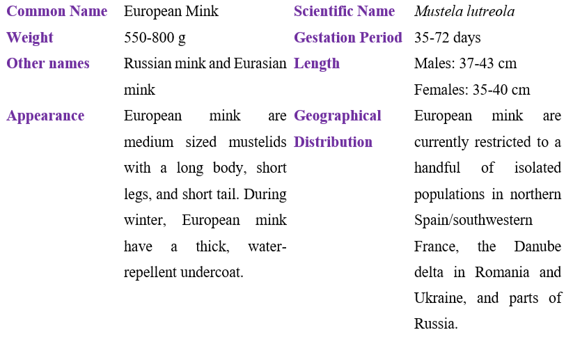 european-mink-table