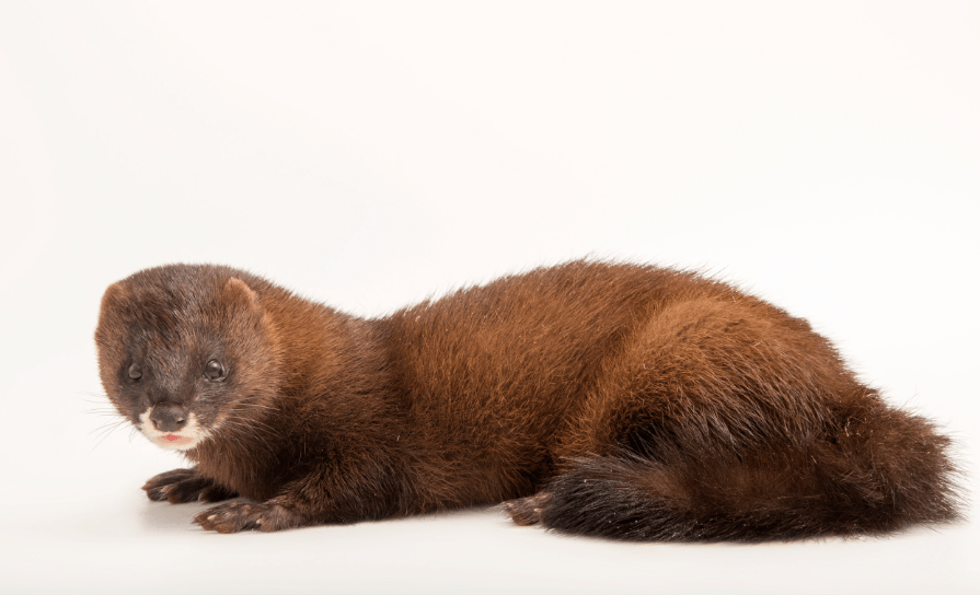 european-mink.