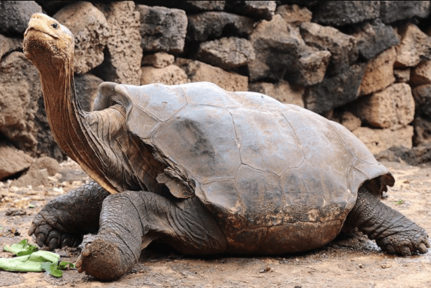 galapagos-tortoise.
