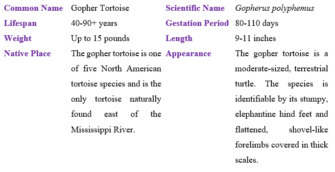 gopher-tortoise-table