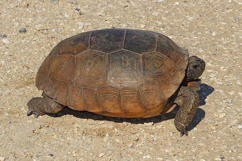 gopher-tortoise