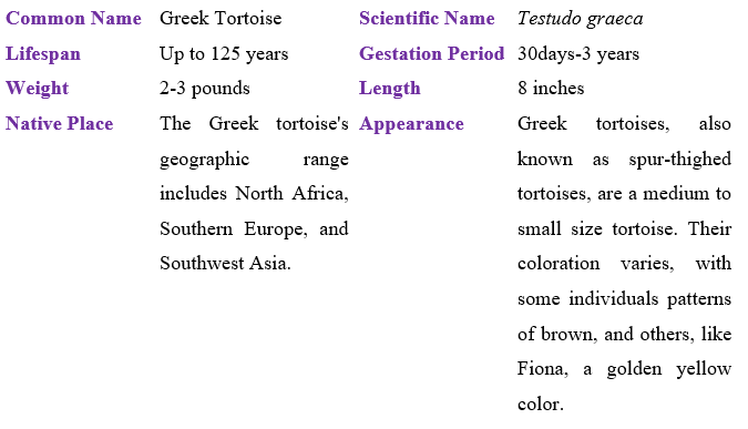 greek-tortoise-table