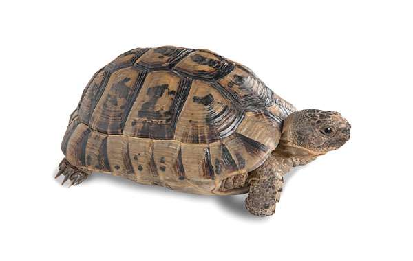 greek-tortoise.