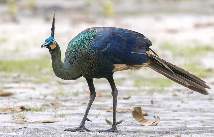 green-peacock