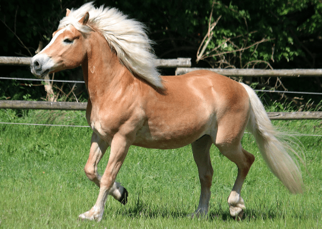 haflinger