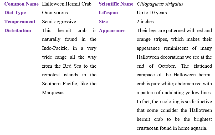 halloween-hermit-crab-table